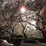 Easter and the Cherry Blossoms in Busan